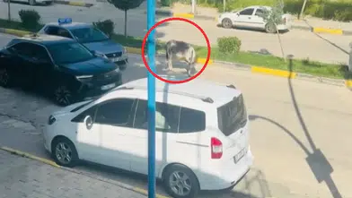 Ergani trafiğini bir eşek durdurdu