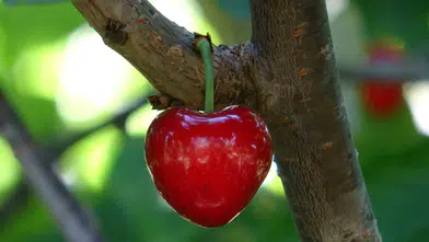 Lapseki’de kalp şeklinde kiraz hasadı başlıyor