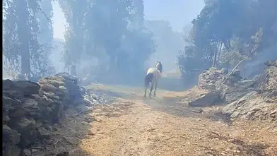 Aydın Çine’de alevlerin arasında kalan hayvanları vatandaşlar kurtardı