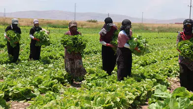 Konya tarlalarında marul çürüyor Üretici zarar ediyor