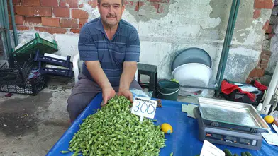 Burhaniyeli üreticinin yüzünü bamya güldürdü