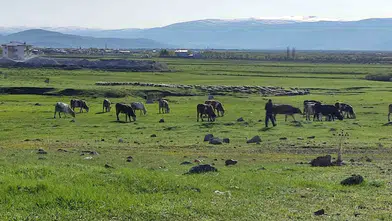 Ardahan’da kuduz paniği Bir mahalle karantinaya alındı