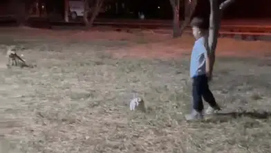 Çanakkale’de oyun oynayan çocuğun topunu tilki çaldı