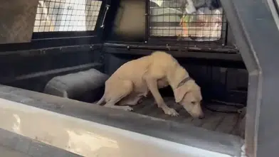 Pire istilasının ortasından kurtarılan köpeğe, hayatını değiştiren avukatın ismi verildi