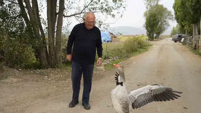 Sürüden dışlanan Junior'ın yeni dünyası: İsmail dedesinin gölgesi oldu