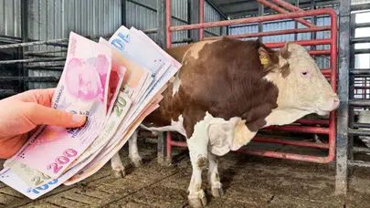 Kurban pazarının devi görücüye çıktı: 950 bin liralık fiyatıyla dudak uçuklatıyor