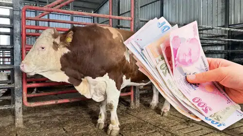 Kurban pazarının devi görücüye çıktı: 950 bin liralık fiyatıyla dudak uçuklatıyor