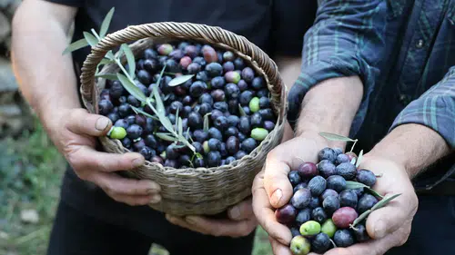 Artvin’in sarp yamaçlarında cambazlık mesaisi: 12 metrelik merdivenlerde Butko hasadı