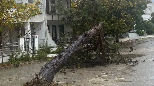 Keşan'da fırtına dehşeti: Dev çam ağacı yolu kapattı