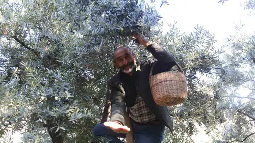 Çoruh Vadisi'nin altın sarısı mucizesi: Butko zeytininde hasat heyecanı