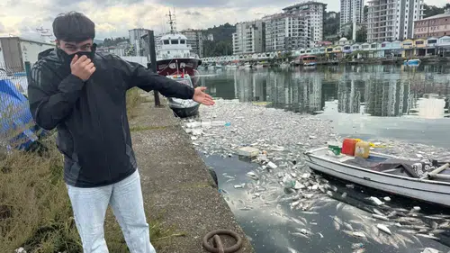 Karadeniz'de palamut bereketi kabusa dönüştü: Liman balık mezarlığına döndü