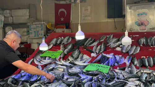 Sinop'ta mutfakların yüzü güldü: Palamut fiyatları dibi gördü
