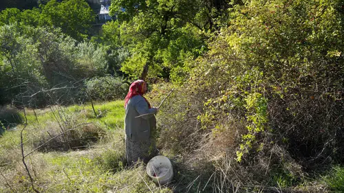 Gümüşhane'nin dikenli hazinesi: Sofraların şifa kaynağı için zorlu mesai başladı
