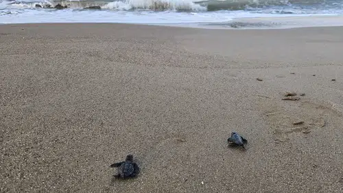 Belek kumsallarında 100 bin minik yürek mavi sularla buluştu: Caretta carettalar için zorlu maraton