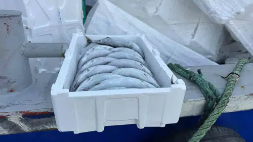 Karadeniz'de şaşırtan tablo: Balık ucuzladı, ambalajı el yakıyor