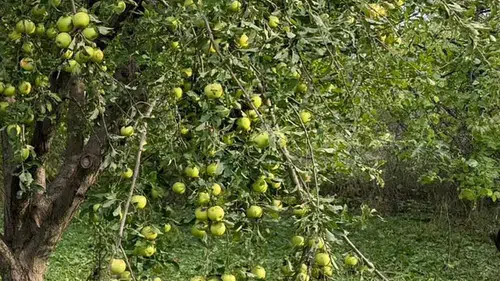 Iğdır'da aniden bastıran dolu felaketi: Hasat dönemi öncesi çiftçinin umutları toprağa gömüldü