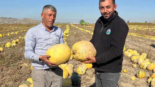 Nevşehir'in altın sarısı hasadı: Coğrafi işaretli çekirdekler tarladan sofraya iniyor