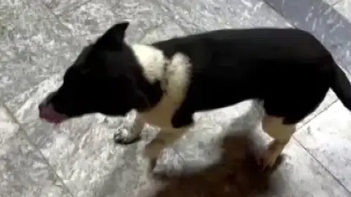 Samsun'da at gibi yürüyen köpek herkesi şaşırtıyor