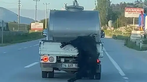 Kurbanlığı aracın arkasında sürükleyen sürücüye 31 bin lira ceza kesildi