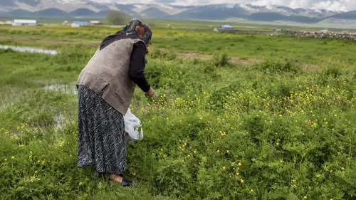 Ağrı'da dağlardan sofraya uzanan şifalı kış mesaisi