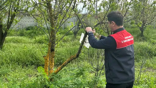 Pehlivanköy bahçelerinde zararlılara karşı biyolojik takip başladı