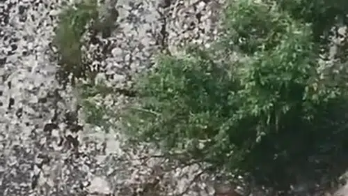 Harput'ta dağ keçileri yerleşim yerine indi