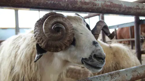 Bingöl pazarında bayram pazarlıkları kızıştı