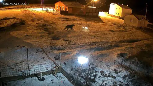Ardahan’da vahşi yaşam yerleşim yerlerine kadar indi