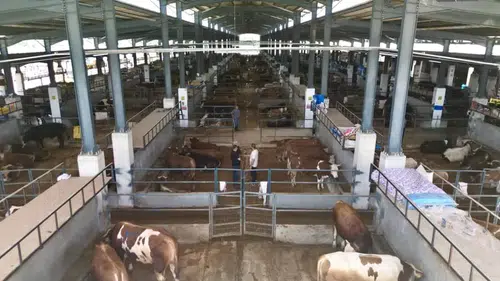 İnegöl hayvan pazarında 4 bine yakın kurbanlık el değiştirdi