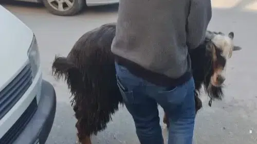 Amasya sokaklarında kurbanlık keçi kovalamacası