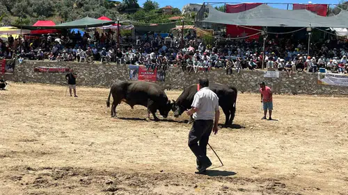 Germencik arenasında boğaların kıran kırana mücadelesi