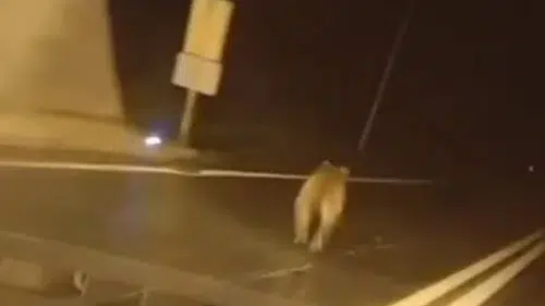 Giresun yolunda tünel içine giren ayı trafiği karıştırdı