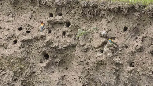 Bitlis yamaçlarında doğanın gökkuşağı mevsimi başladı
