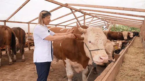 Kurbanlık alırken nelere dikkat etmeli