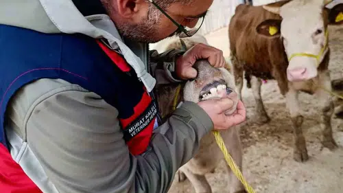 Afyonkarahisar pazarında kurbanlıklar bayram arifesinde mercek altında