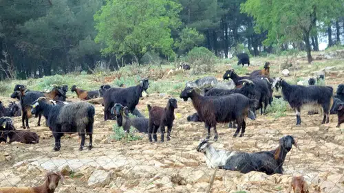 Muğla kurban pazarında bu yıl beklenen yoğunluk yok