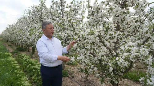 Elma fiyatlarındaki yüksek farkın arkasında tüccarın depo stratejisi yatıyor