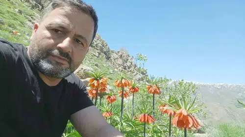 Hakkari dağlarının zirvesinde nadir görülen ters laleler açtı