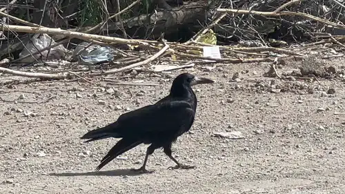 Van’da üç karganın sergilediği inanılmaz dostluk herkesi şaşırttı