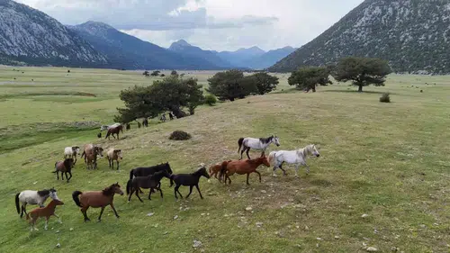 Toroslar’ın zirvesinde Osmanlı’dan miras kalan özgür atların yaşam savaşı