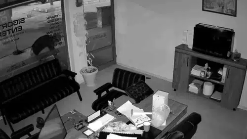 Akşehir’de ilginç hırsızlık Saksıdaki çiçekleri poşetleyip kaçtı
