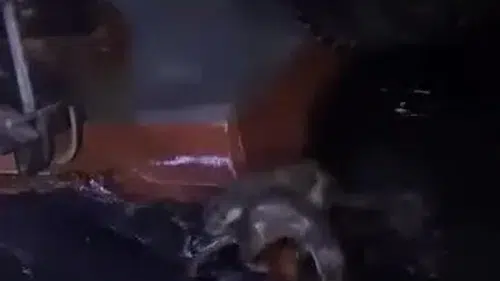 Gemlik sahilinde beklenmedik ziyaretçiler