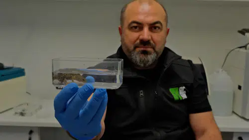 Kocaeli Ormanya’da üç yeni semender türü keşfedildi