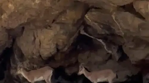 Malatya’nın sarp kayalıklarında yer çekimine meydan okuyan keçiler