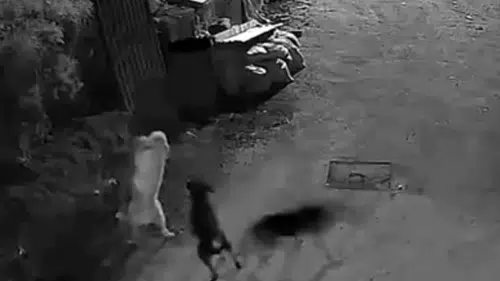 Kastamonu'da gece baskını yapan kurtlar köpeği telef etti