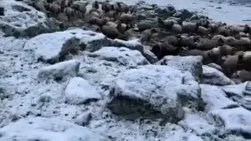 Kars’ta takvimler haziranı gösterirken lapa lapa kar yağdı