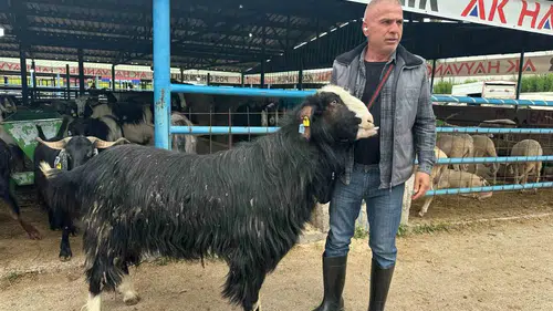 Bursa kurban pazarında devasa keçi 47 bin liraya alıcı buldu
