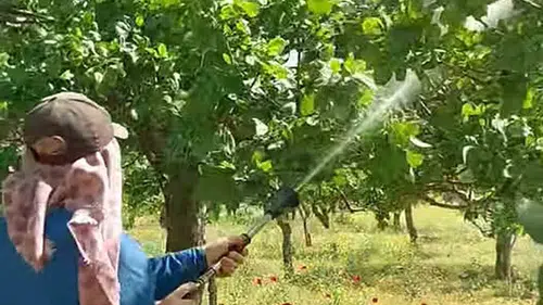 Araban’da fıstık üreticisi hastalık nöbetine başladı
