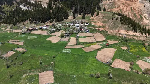 Artvin’in zirvesinde geleneksel tarım dayanışması