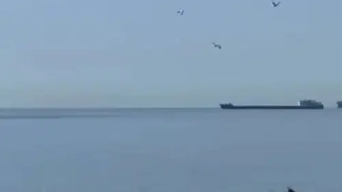 Tekirdağ sahilinde yunus sürprizi